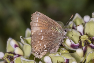 Red Hairstreak